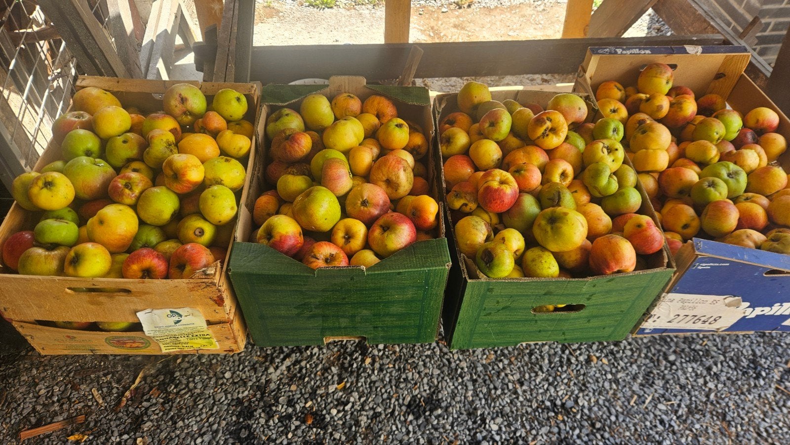 kleine biologische tuinappels  voor het sap 0,50 cent per kg, Diversen, Levensmiddelen, Ophalen