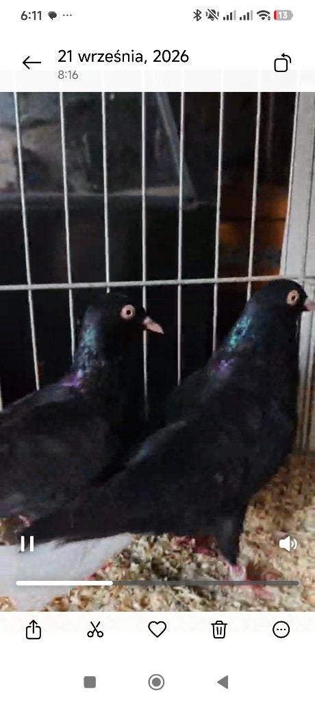 Duiven te koop, Dieren en Toebehoren