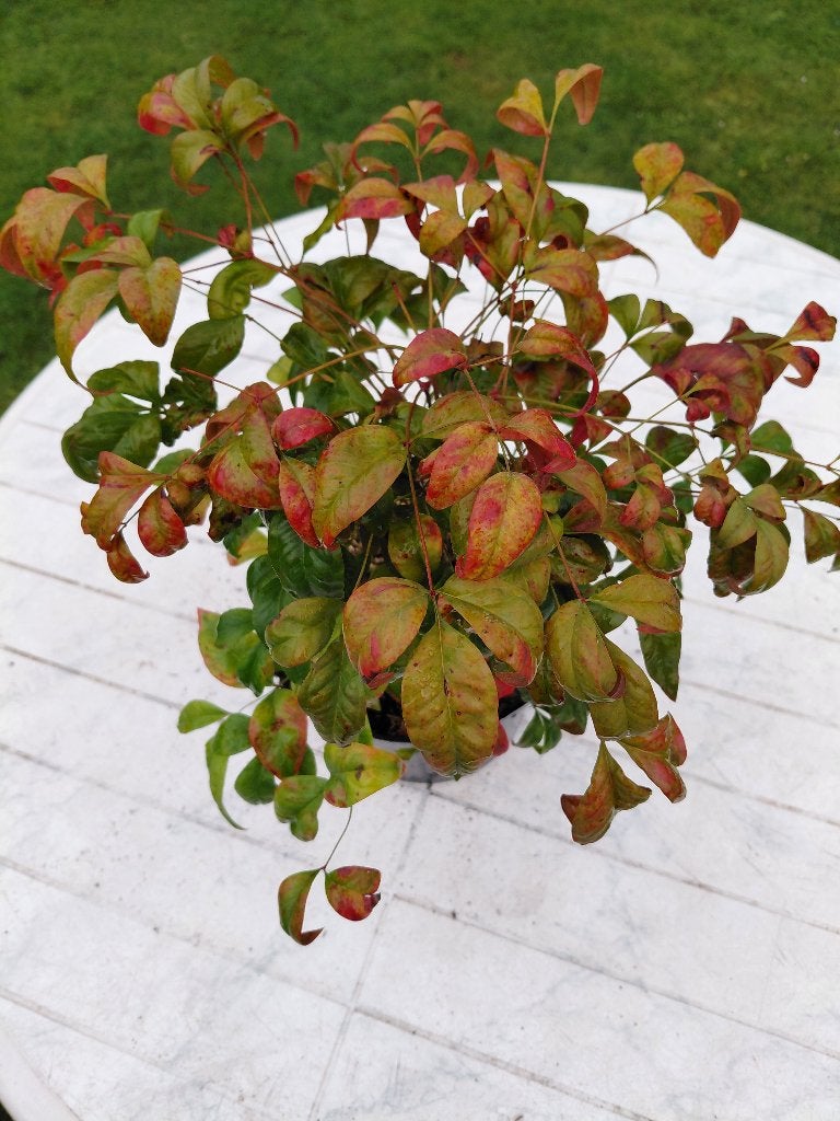 Nandina Fire Power, Ophalen, Herfst, Halfschaduw