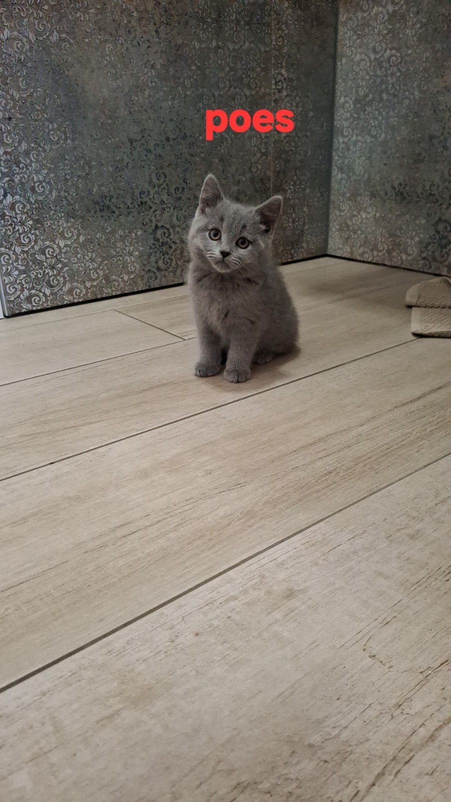 Britse korthaar kittens nog 1 poesje, Plusieurs animaux, Vermifugé, 0 à 2 ans
