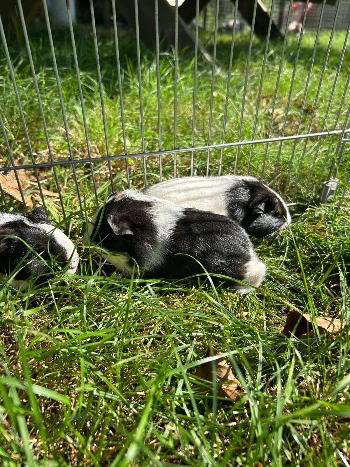 Jonge cavia’s, Juin, Domestique, Plusieurs animaux, Cobaye