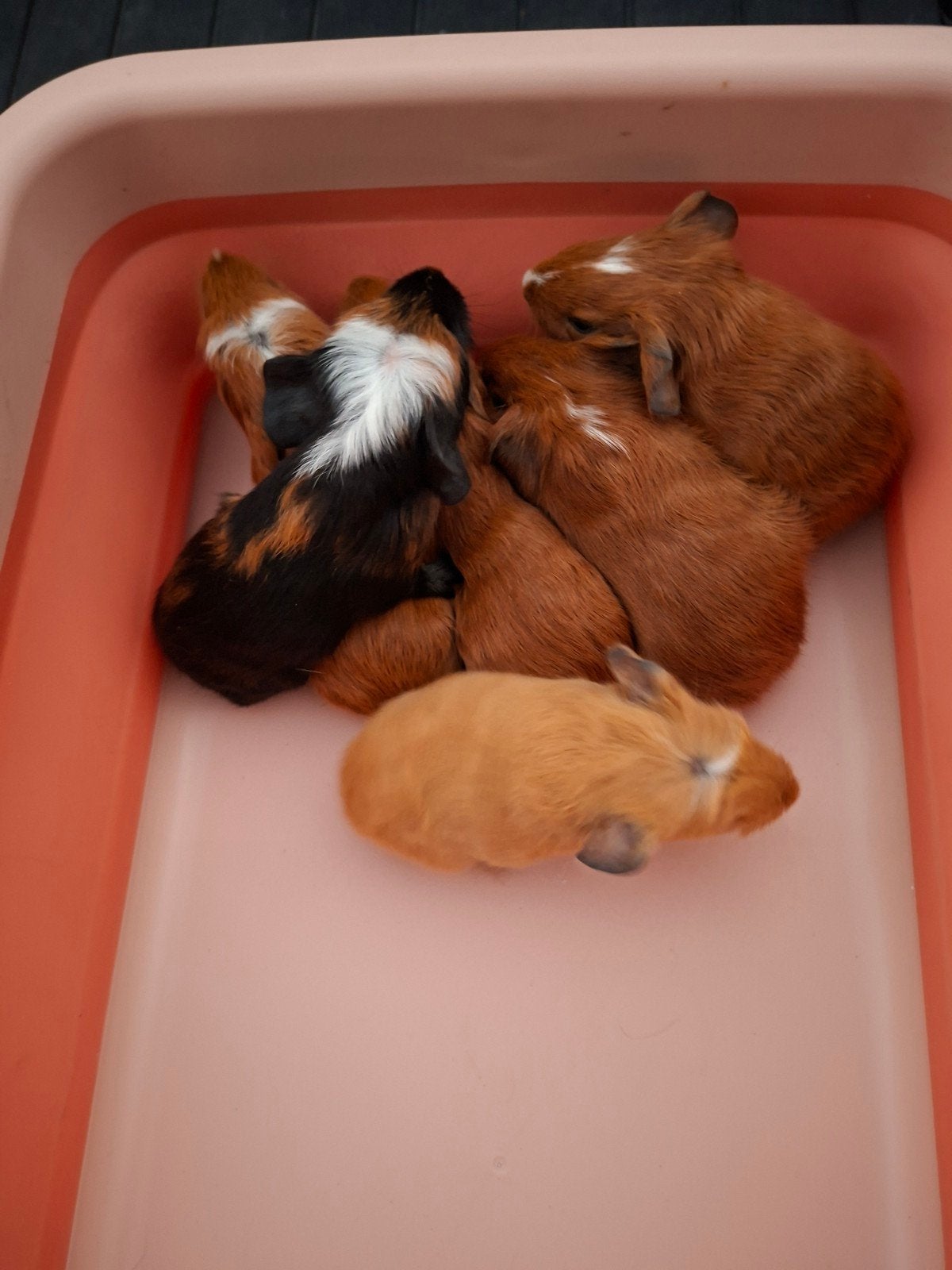 cavia baby's, September, Cavia, Tam