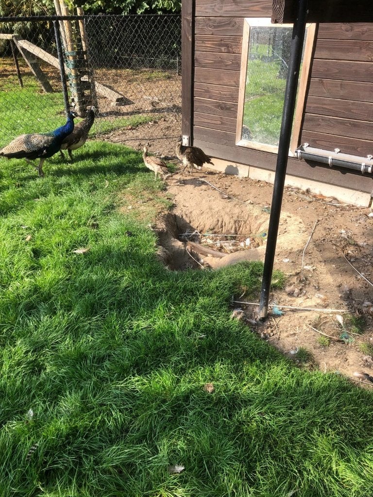pauwen, Dieren en Toebehoren, Geslacht onbekend, Overige soorten