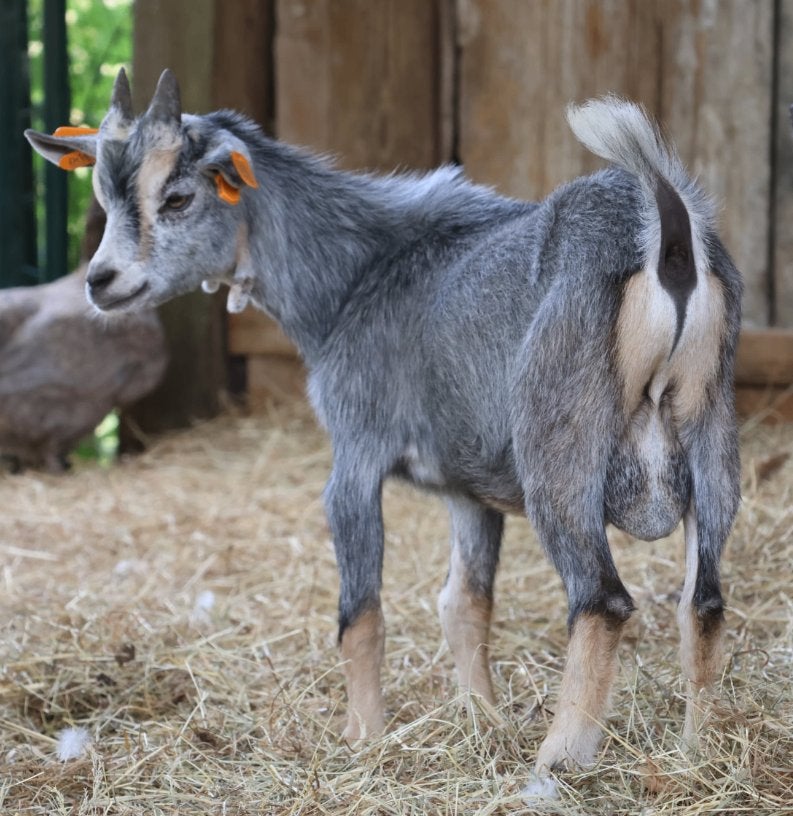 2 hele mooie dwerggeitbokjes, Dieren en Toebehoren, Schapen, Geiten en Varkens, Mannelijk, Geit, 0 tot 2 jaar