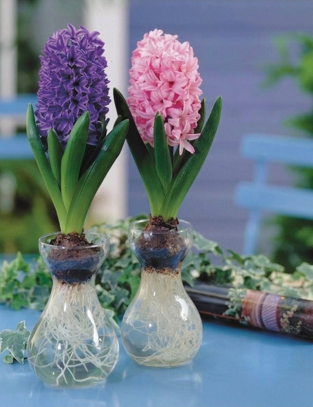 hyacinth bulb vase*Bulbes de Jacinthes*Glazen Hyacintenvaas, Enlèvement
