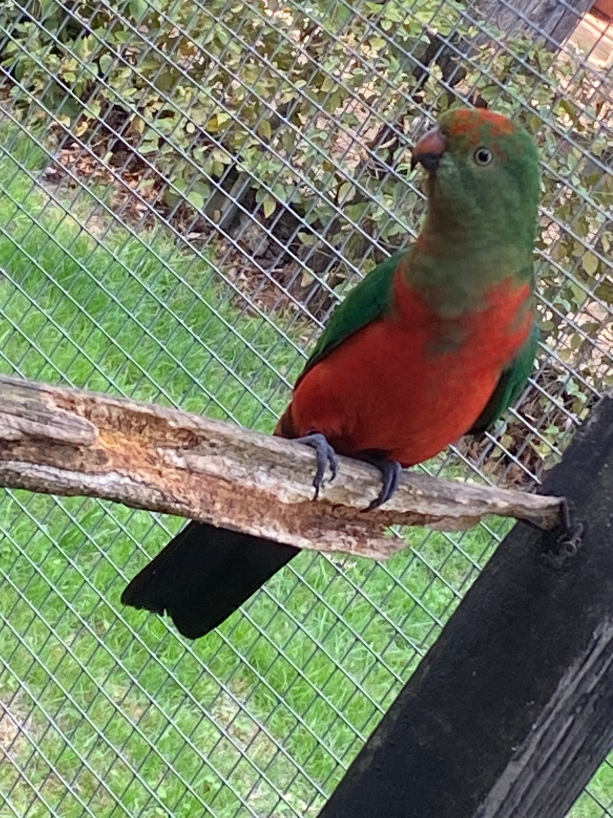 Koningsparkiet, Dieren en Toebehoren, Tam
