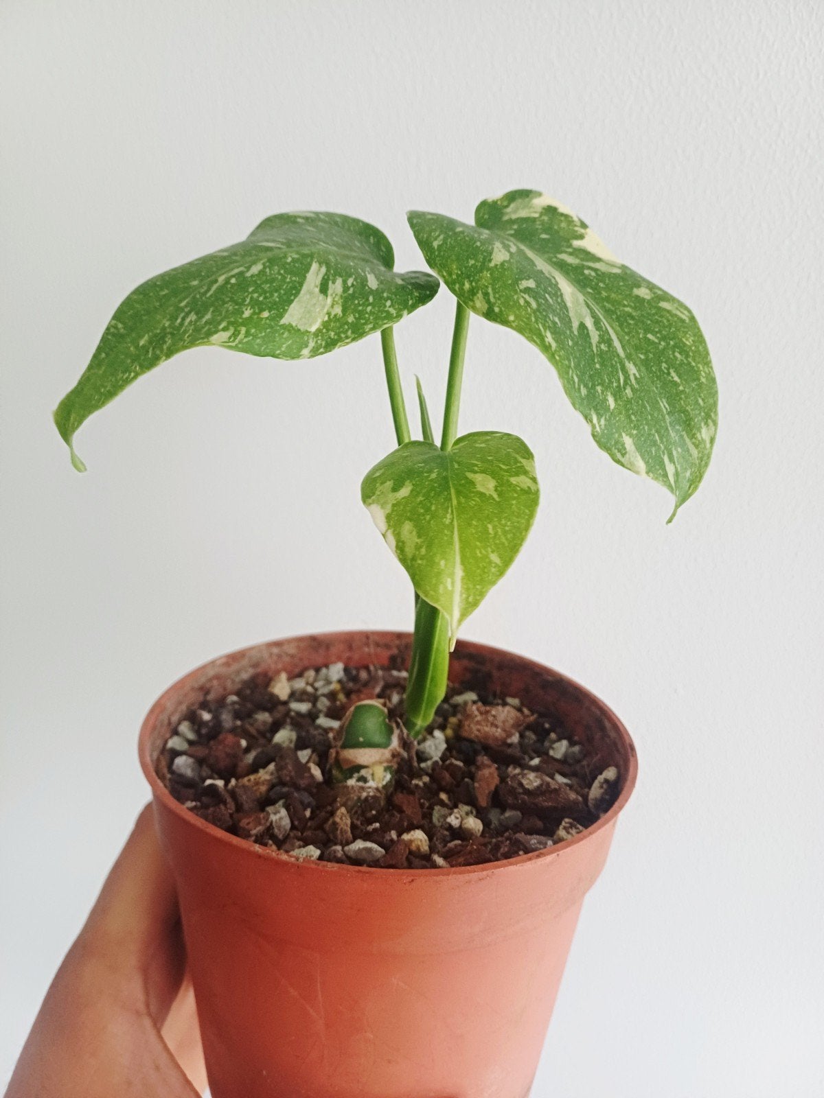 Monstera Thai'con Mutation, Huis en Inrichting, Kamerplanten, Overige soorten, In pot, Minder dan 100 cm, Groene kamerplant