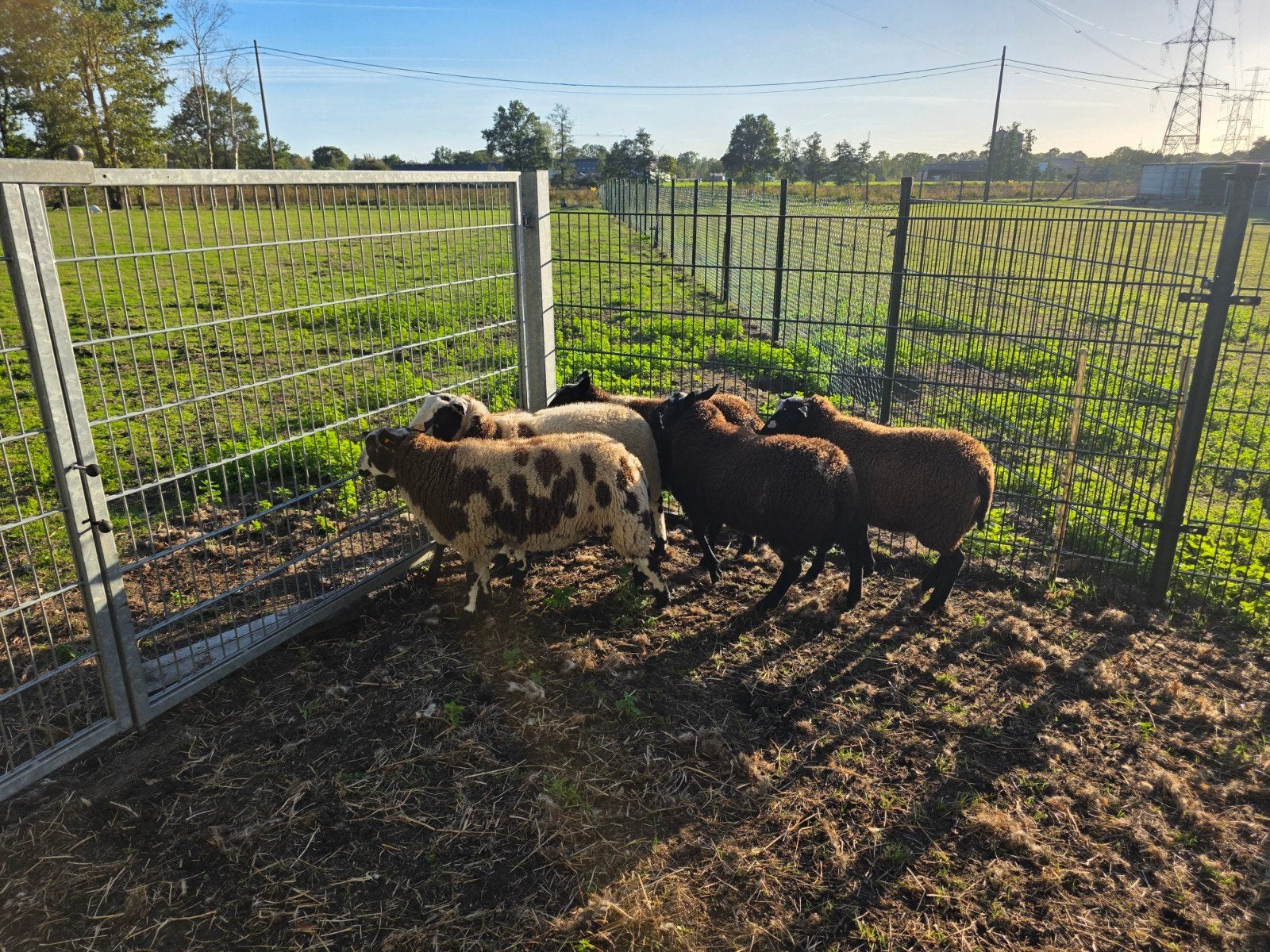 6 jonge bokken te koop, Dieren en Toebehoren, Mannelijk, Schaap, 0 tot 2 jaar