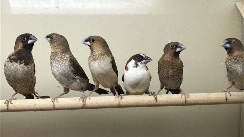 jonge japanse meeuwen, Dieren en Toebehoren, Vogels | Overige Vogels, Geslacht onbekend, Tropenvogel