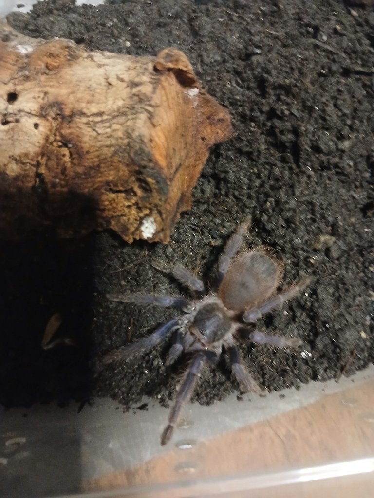 Vogelspin L.sazimai 0.1, Dieren en Toebehoren, Insecten en Spinnen, Spin of Schorpioen