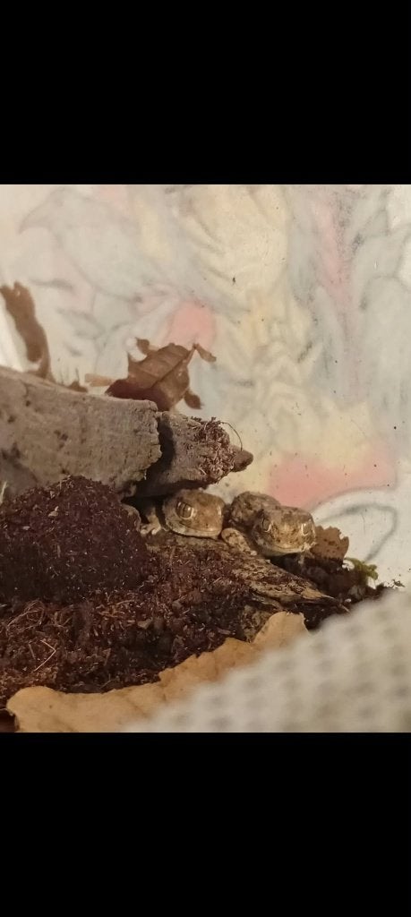 Tarentola chazaliae / helm gekko / helmet gecko 1.1, Avec terrarium, 0 à 2 ans