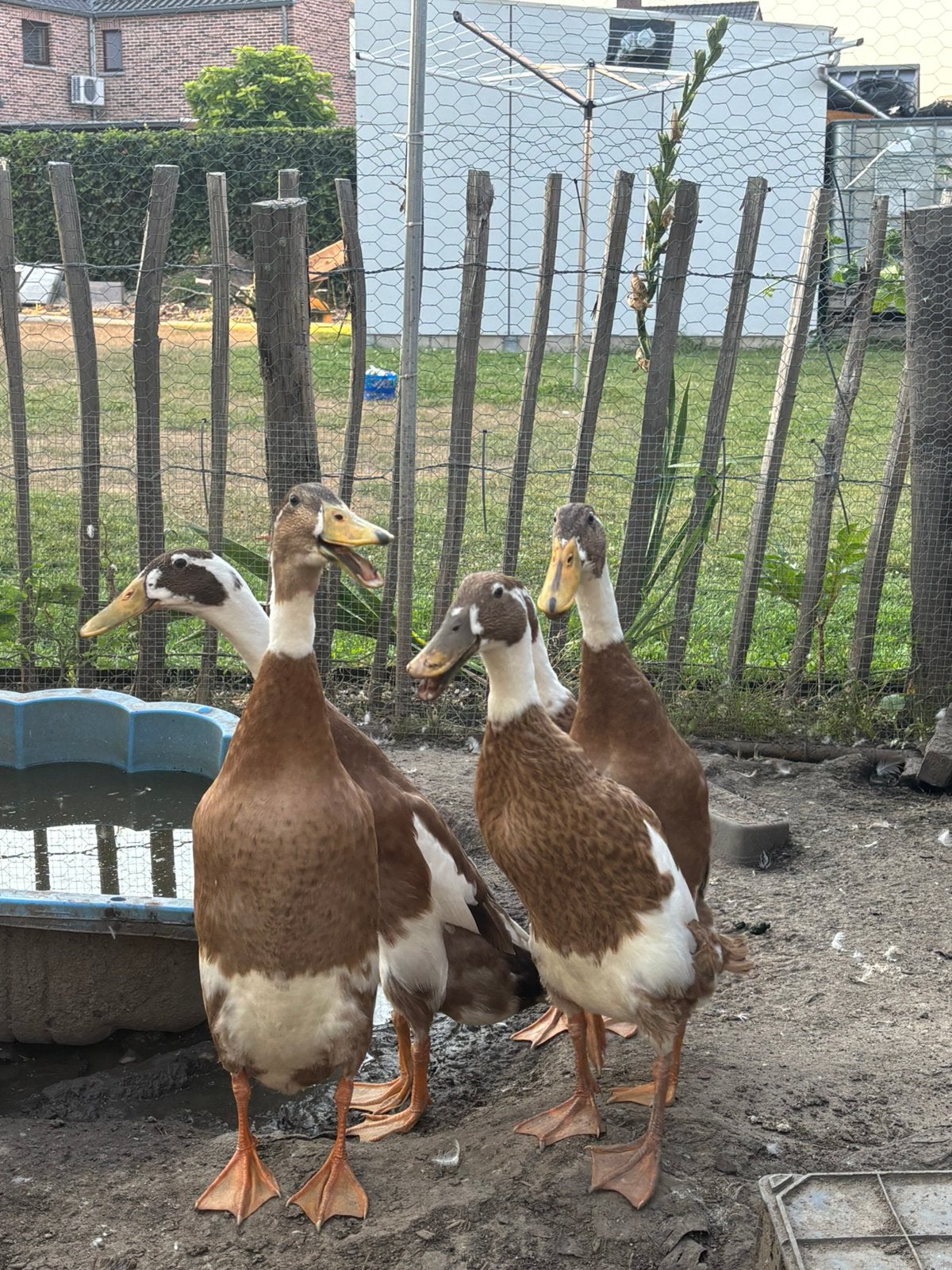 Loopeend woerd, Dieren en Toebehoren, Pluimvee