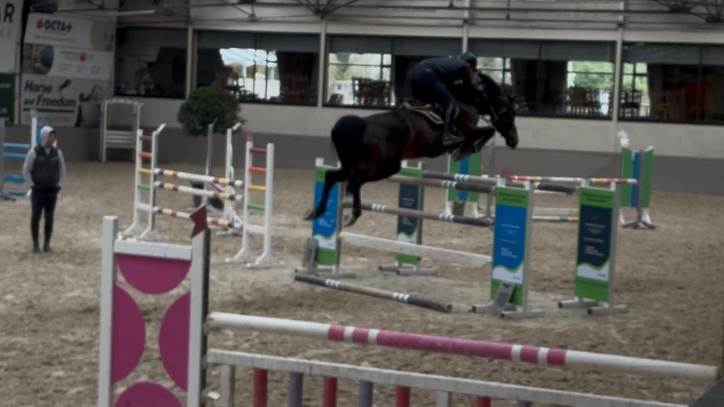 7 jarige zangersheide ruin, Dieren en Toebehoren, Paarden, Springpaard, 175 cm of meer, Met stamboom, Ruin