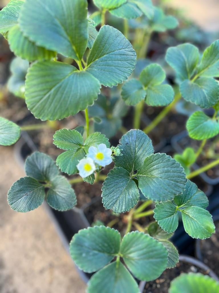 Des plants de fraises à vendre !, Jardin & Terrasse, Plantes | Jardin, Enlèvement ou Envoi
