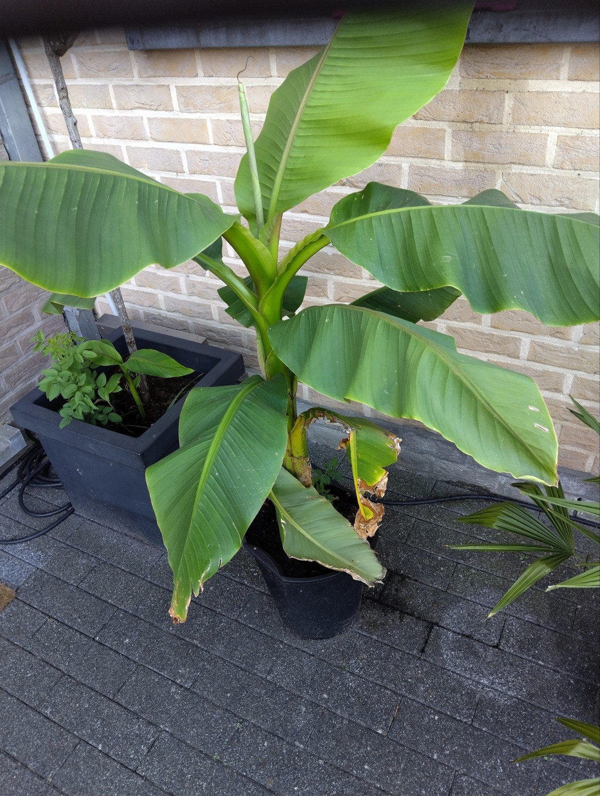 tropische planten, Ophalen