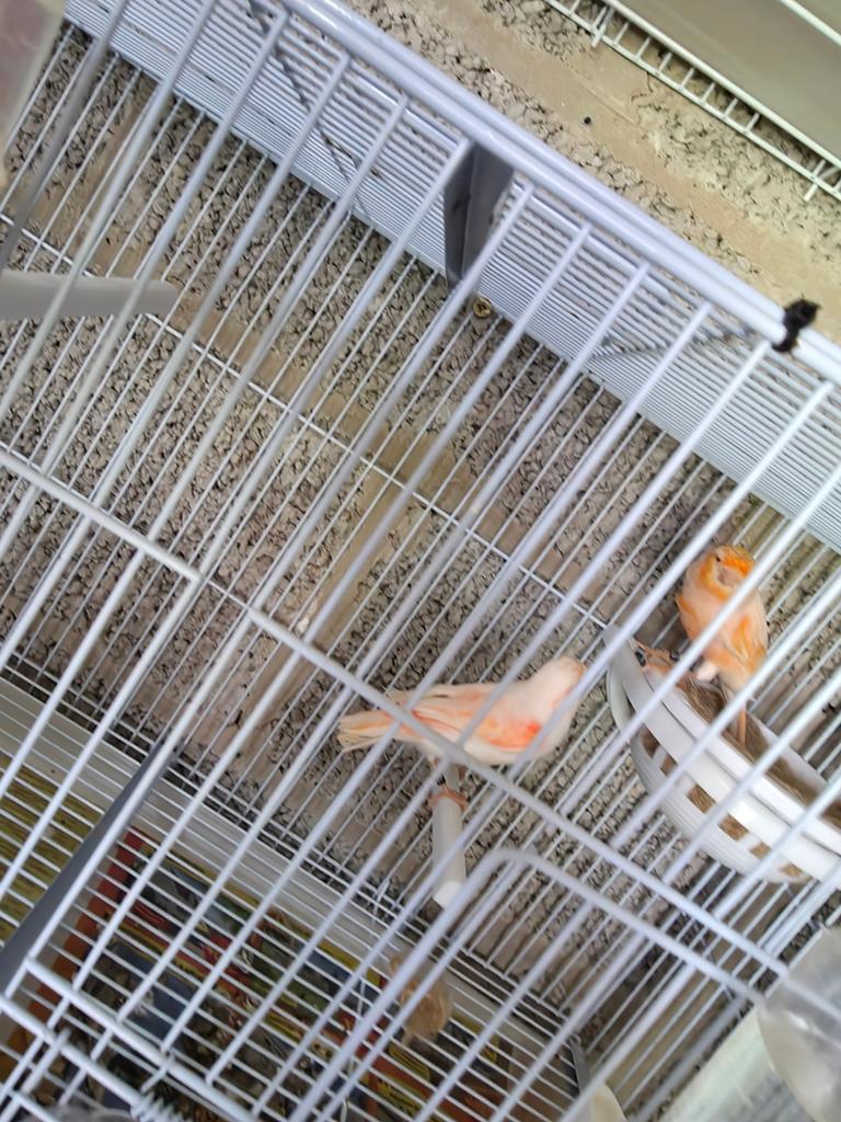 Paire de canaris., Animaux & Accessoires
