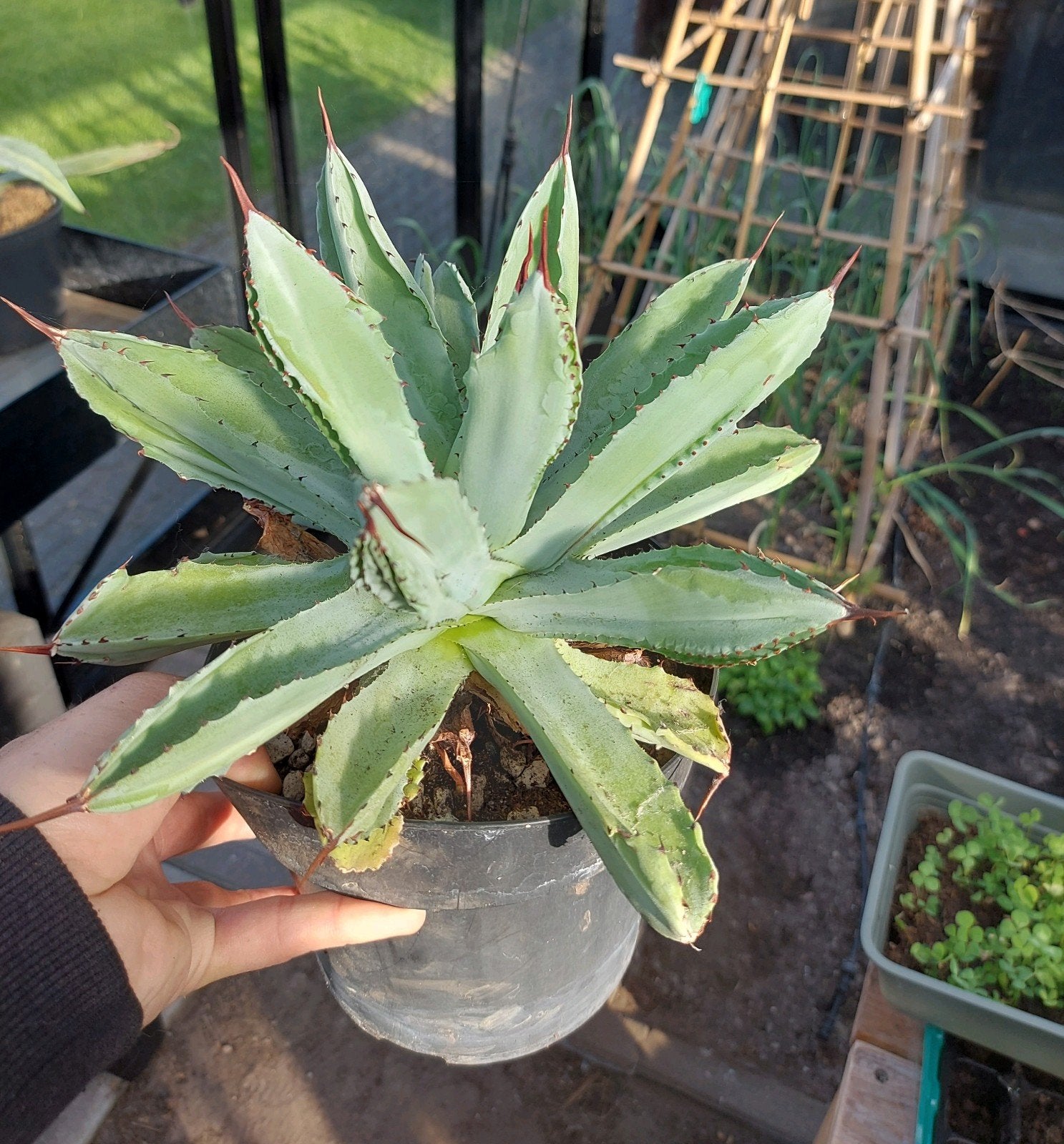 Pomme de terre Big Agave Cubic rare, Enlèvement ou Envoi, Plante fixe, Autres espèces, Mi-ombre
