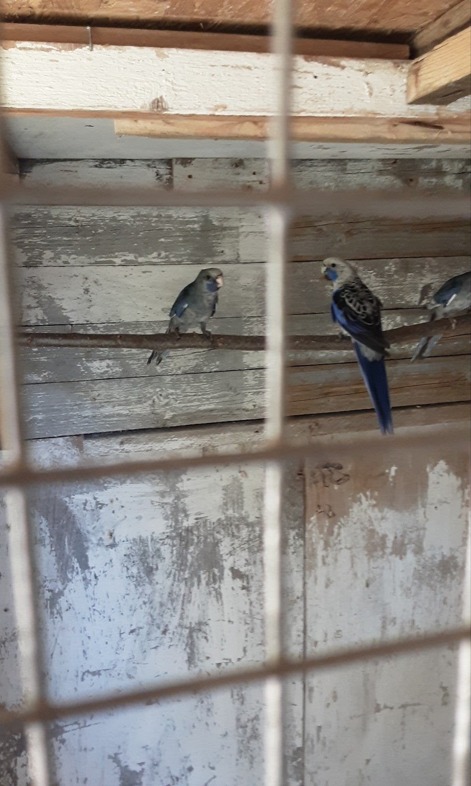 blauwe penanten, Dieren en Toebehoren