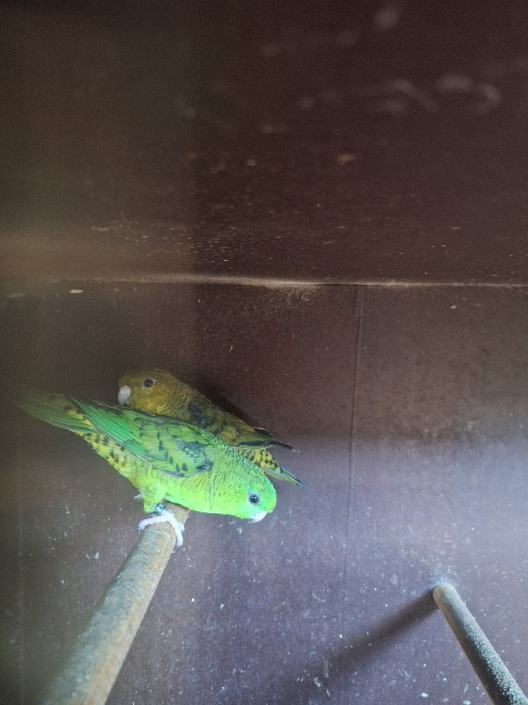 Catharina's, Plusieurs animaux, Perruche, Bagué