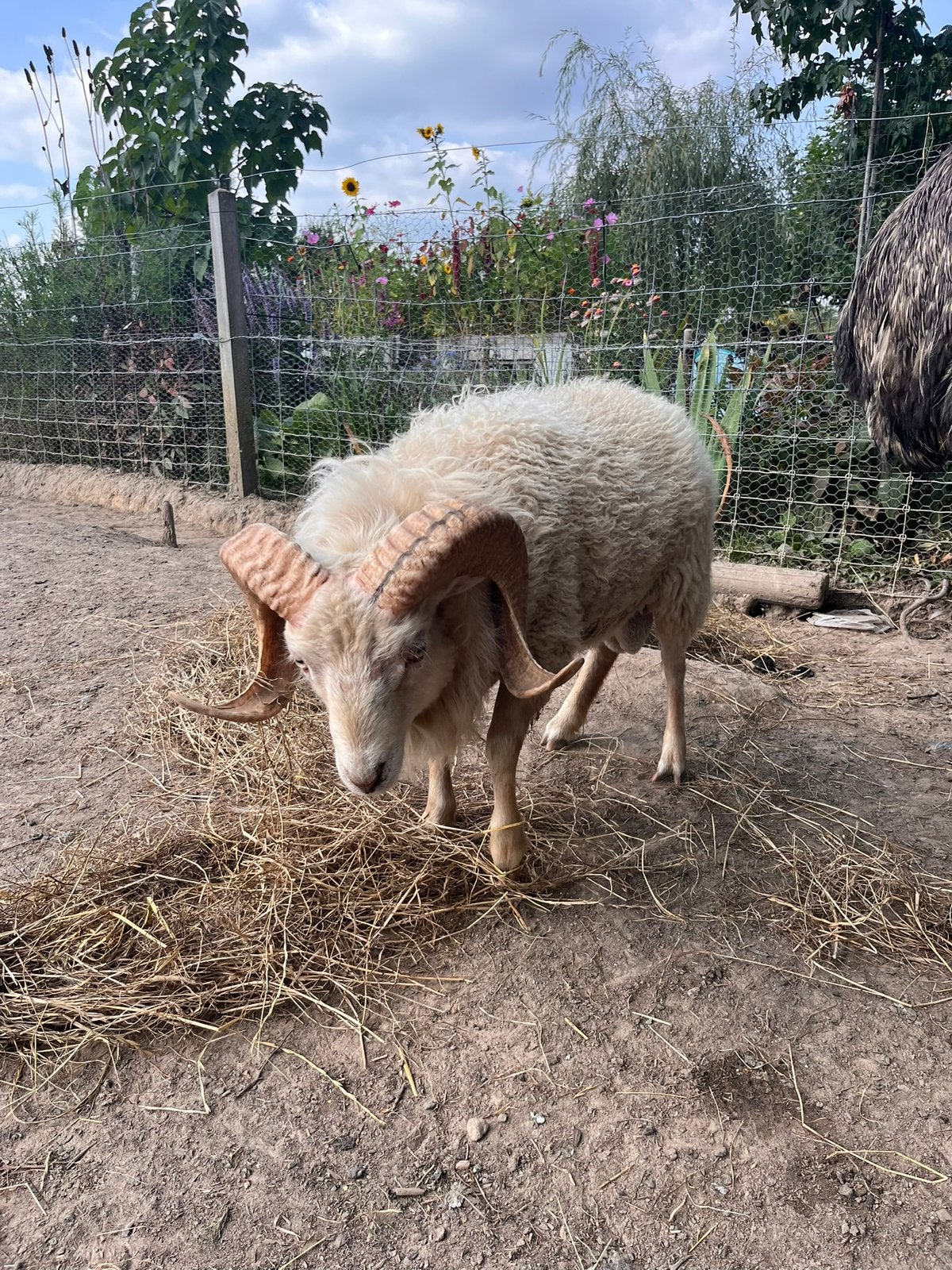 3 Ouessant rammetjes te koop, Mâle, Mouton, 0 à 2 ans