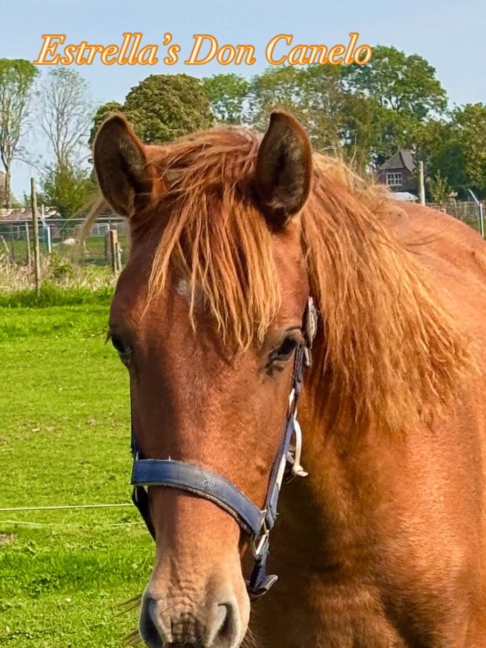 APTA PRE (Andalusier) merrie en jaarling hengst, Dieren en Toebehoren, Meerdere dieren