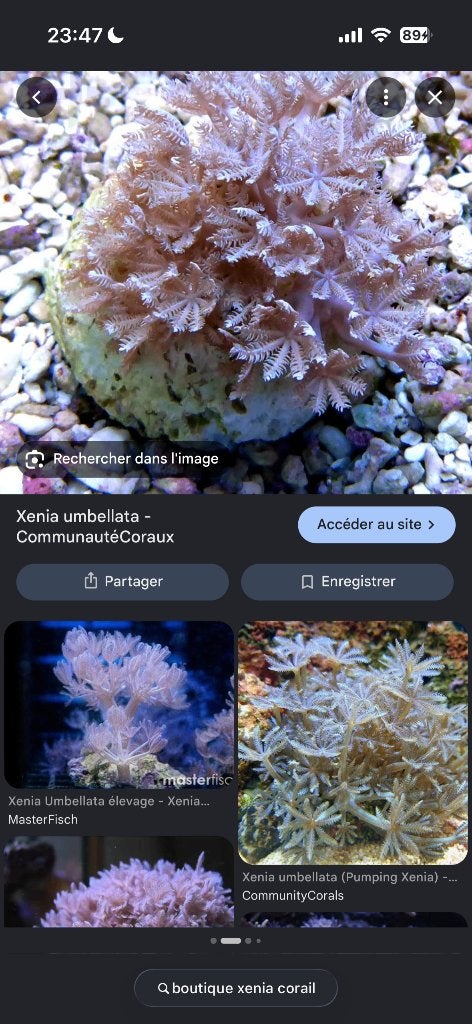 Bouture Xenia, Animaux & Accessoires, Enlèvement ou Envoi, Neuf