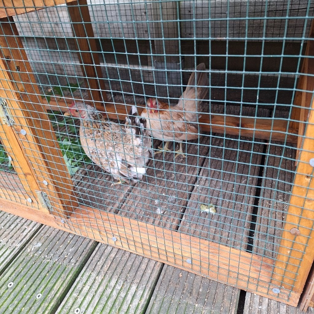 Serama kippen, Animaux & Accessoires, Volatiles, Poule ou poulet
