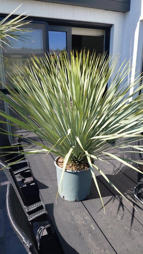 Yucca Rostrata, Tuin en Terras, Planten | Tuinplanten, Ophalen