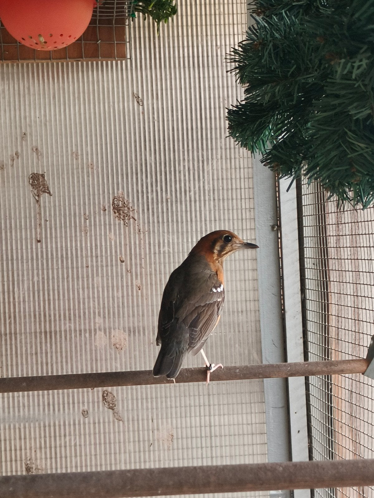 Damalijster pop, Dieren en Toebehoren