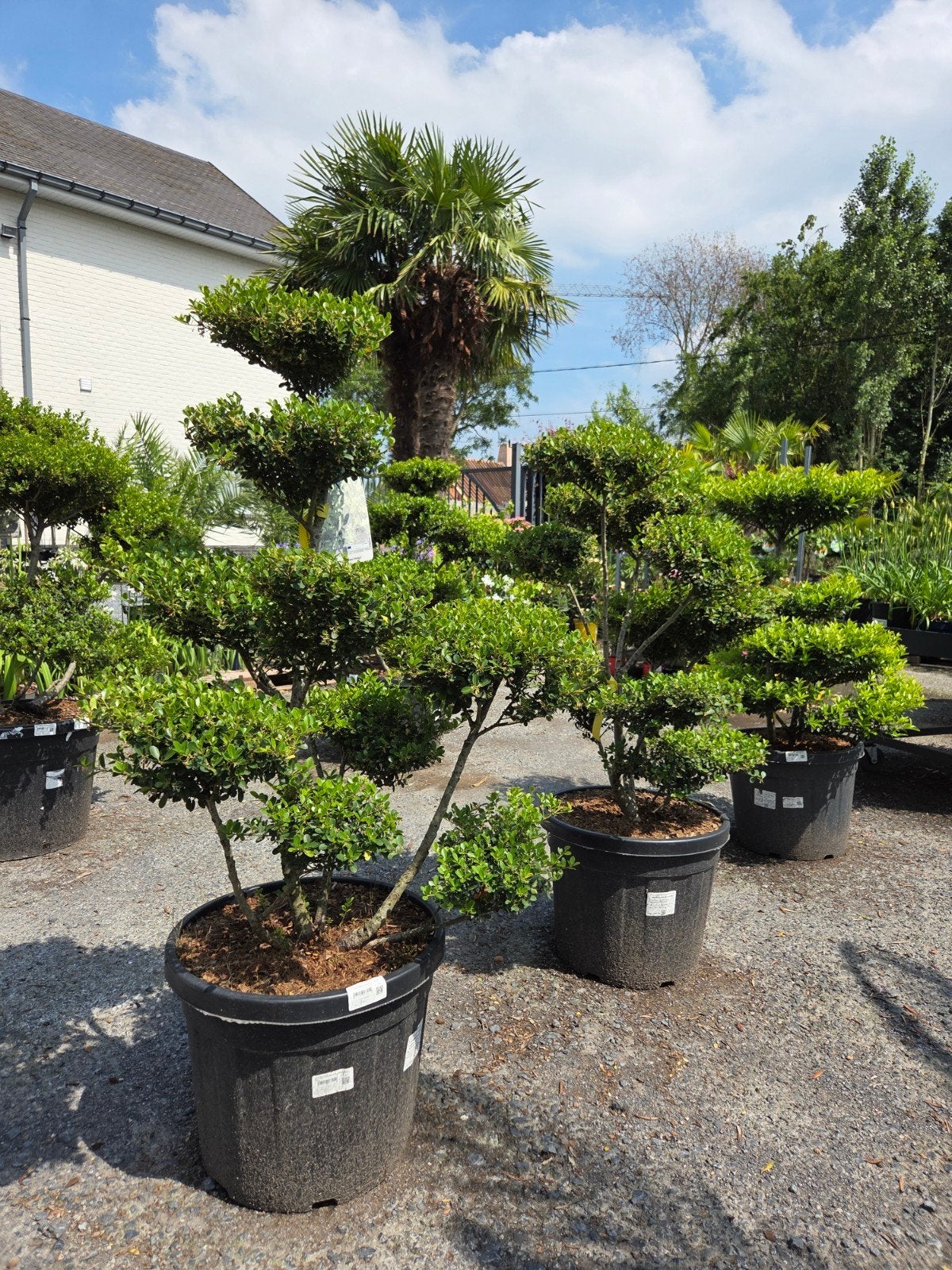 Ilex Green Hedge Bonsai, Ophalen