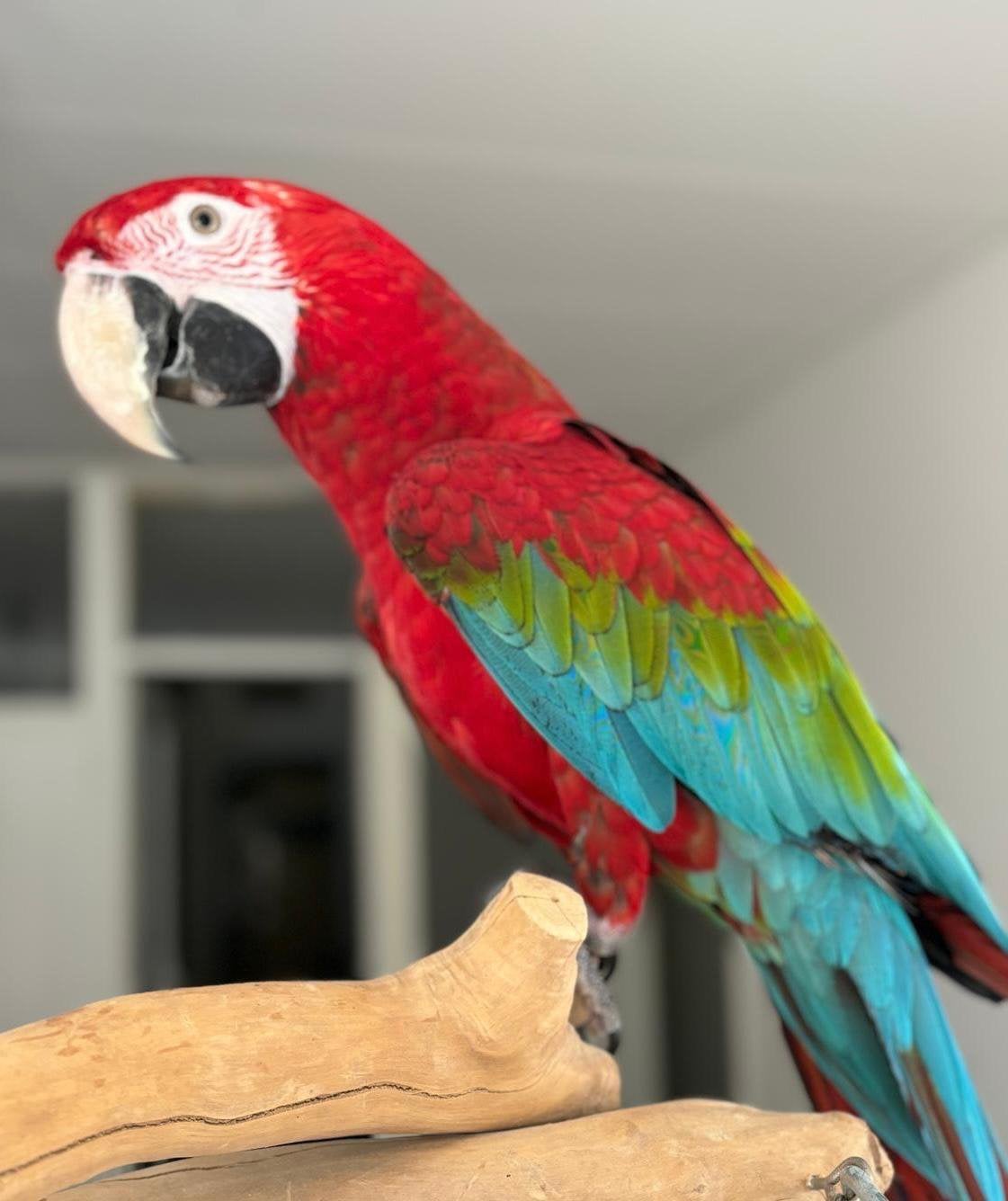 Groenvleugel ara man, Dieren en Toebehoren, Mannelijk, Papegaai, Pratend