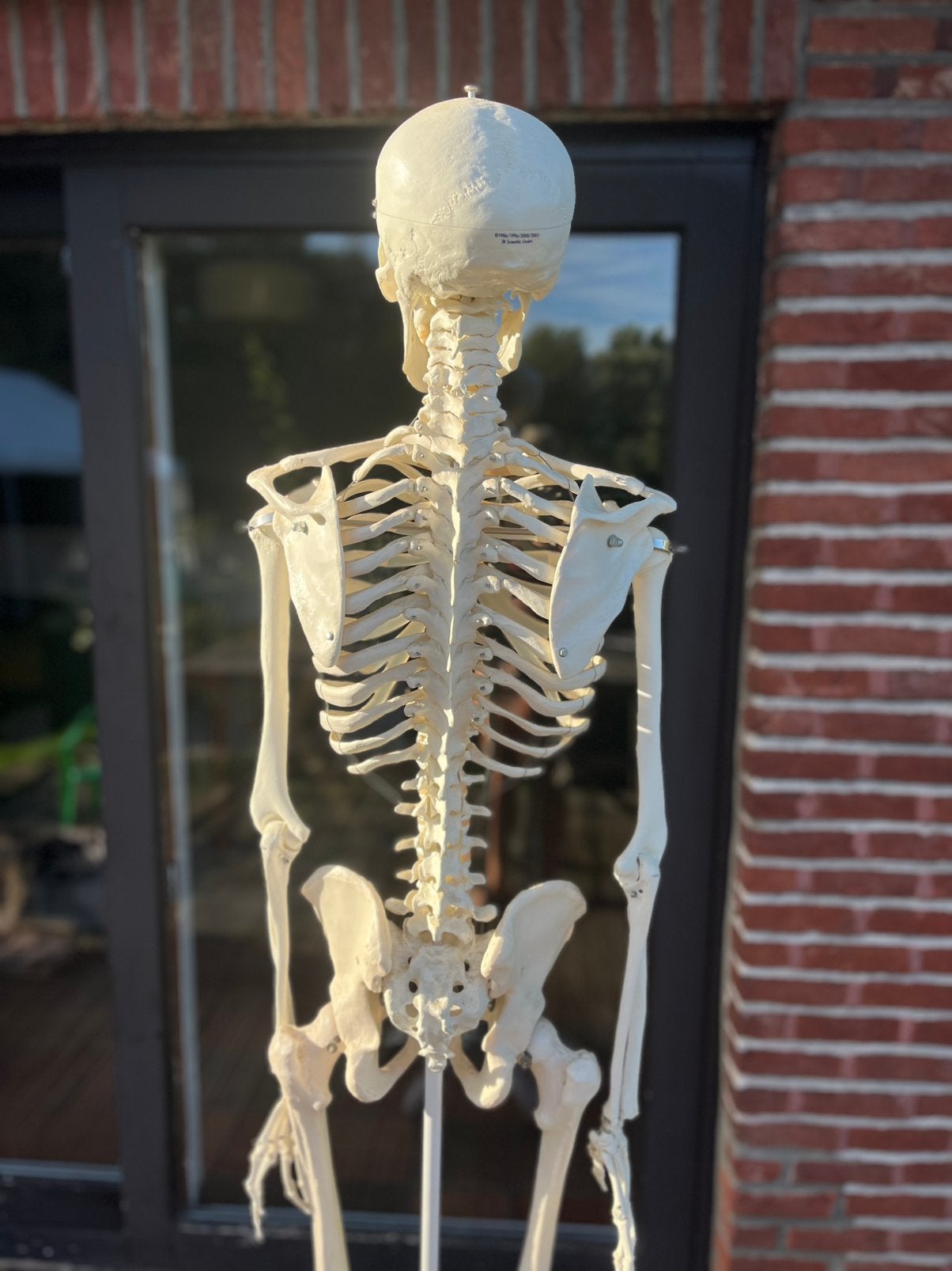 Levensgrote anatomisch skelet op wieltjes 3B Scientific GmbH, Enlèvement, Comme neuf