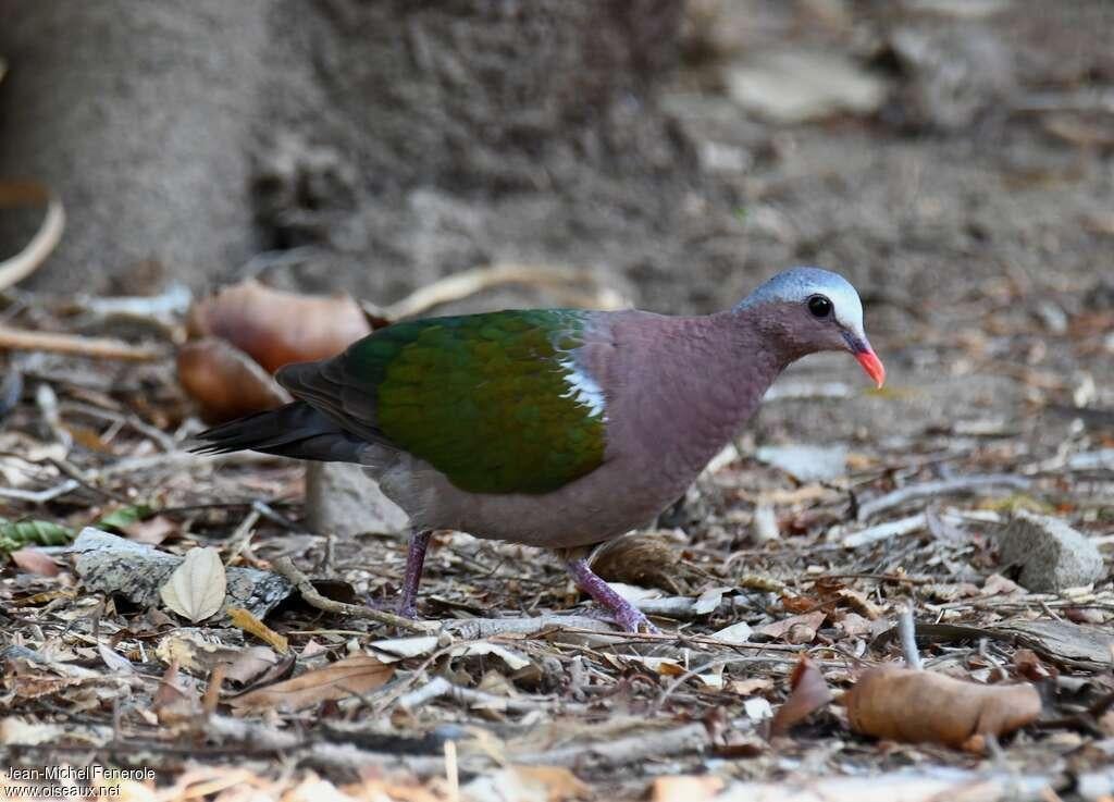 Colombe Turvert, Animaux & Accessoires, Mâle, Oiseau tropical, Domestique