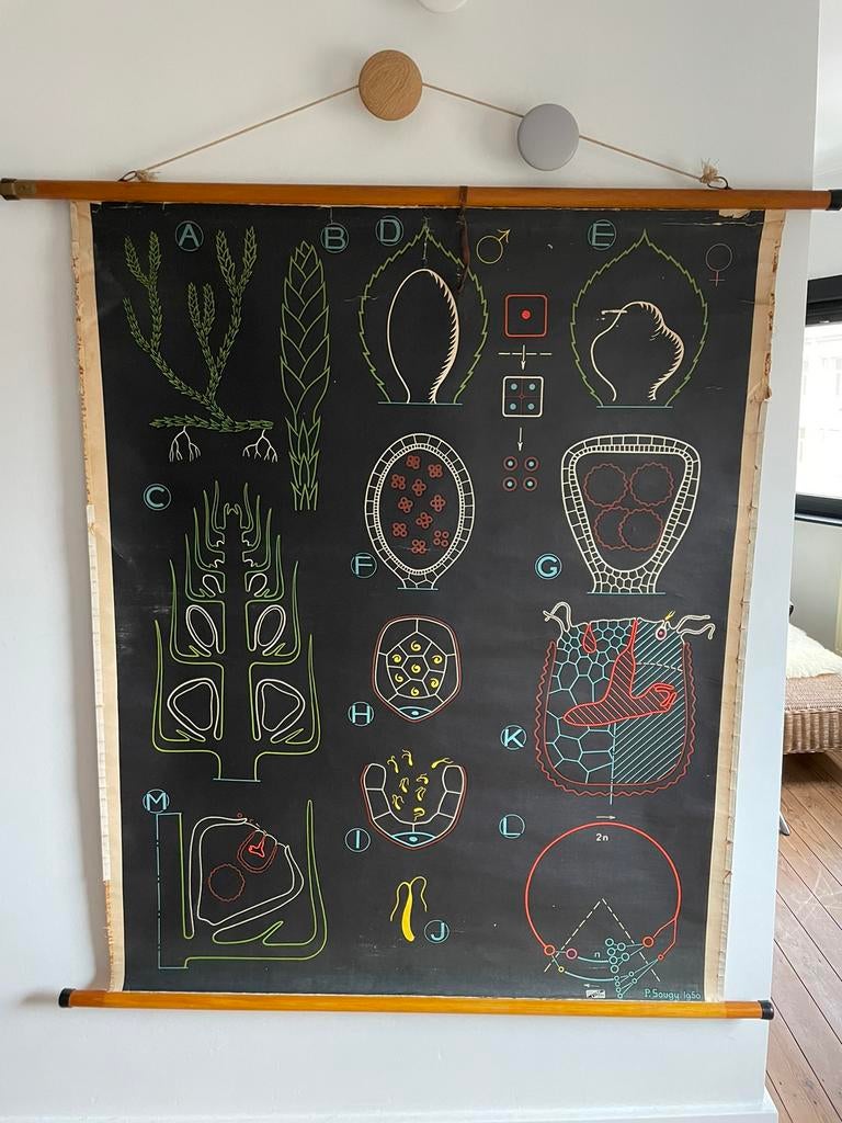 Grote oude schoolkaart, Antiek en Kunst, Ophalen of Verzenden, Natuur en Biologie