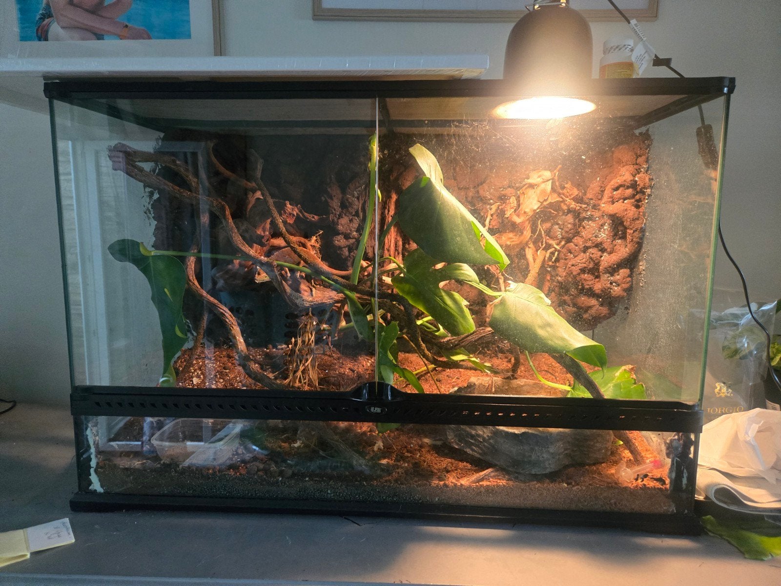 terarium avec cameloen, Ophalen, Zo goed als nieuw, Terrarium of Paludarium