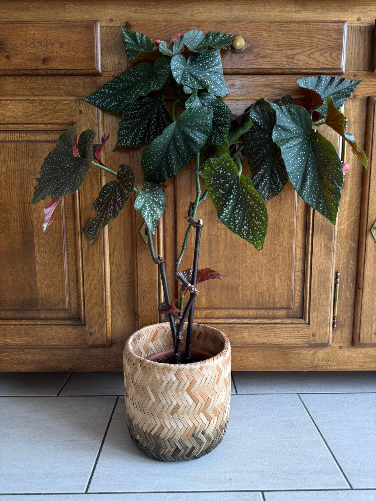 Plante Begonia, Maison & Meubles, Accessoires pour la Maison | Plantes & Fleurs artificielles, Enlèvement, Comme neuf