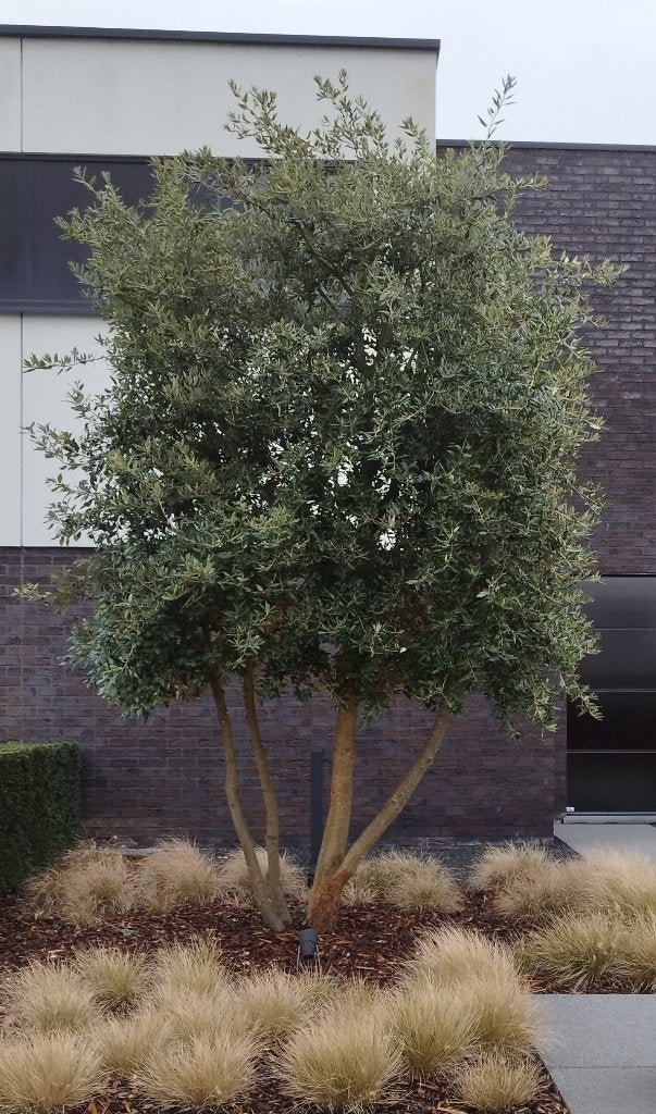 Steeneik - Quercus ilex meerstammige bomen voor tuin, Tuin en Terras, Volle zon, Vaste plant, Lente, Ophalen