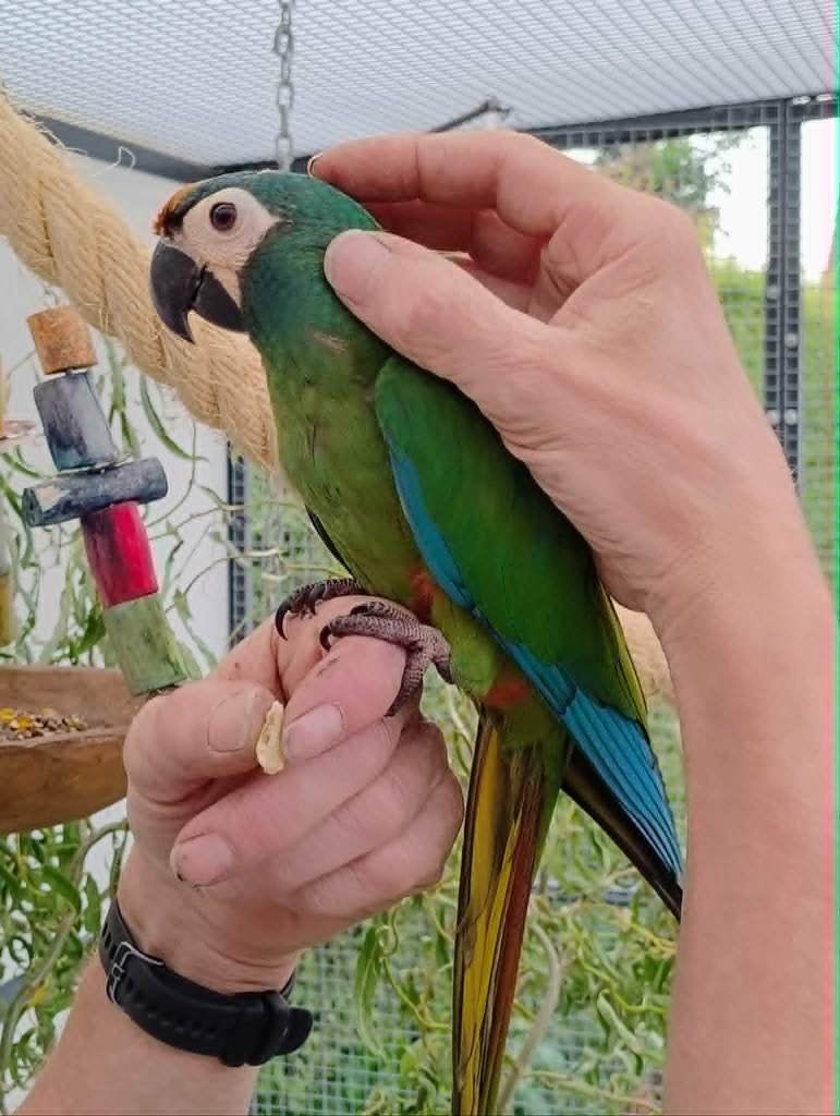 ara maracana, Dieren en Toebehoren, Mannelijk, Papegaai, Geringd