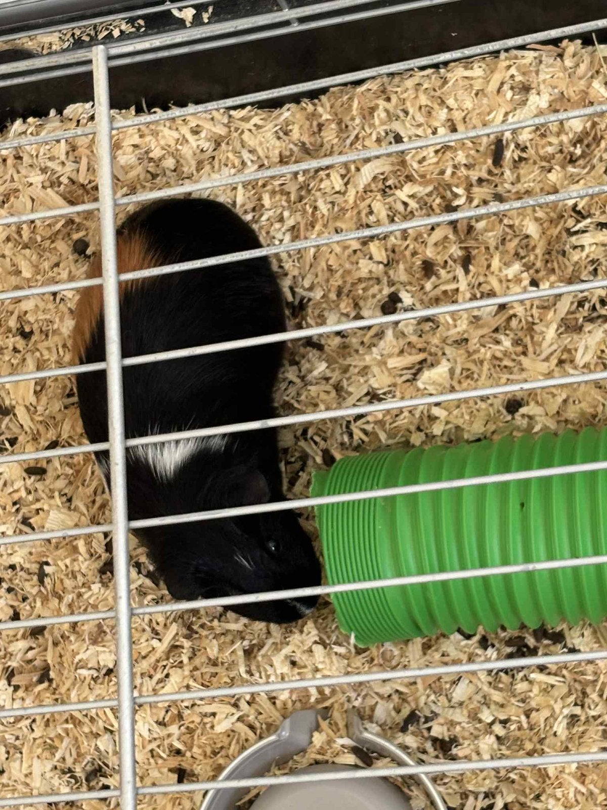 Cavia zoekt 5 sterren huisje, Dieren en Toebehoren, Vrouwelijk, Tam, Maart, Cavia