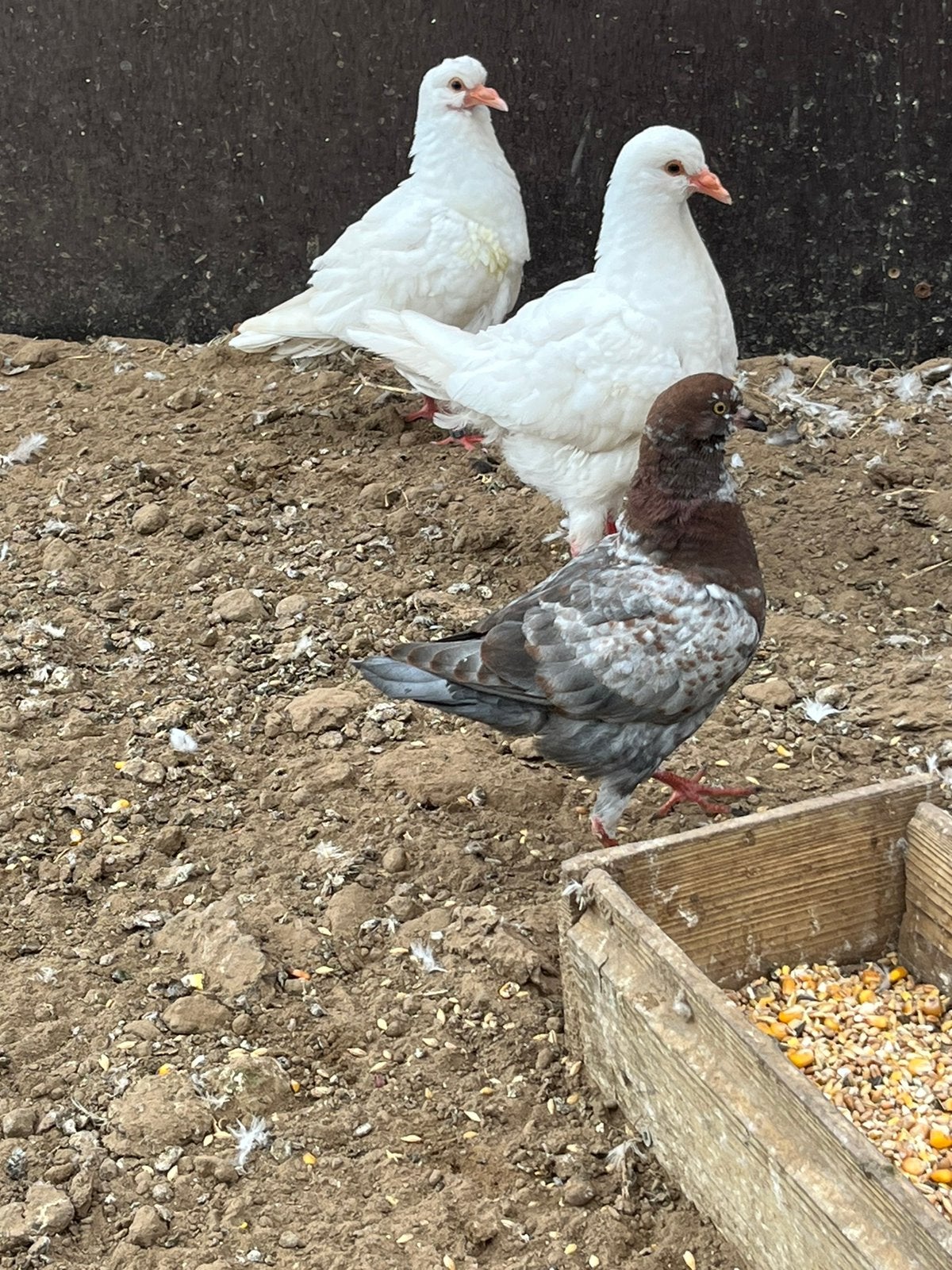 King duiven, Dieren en Toebehoren