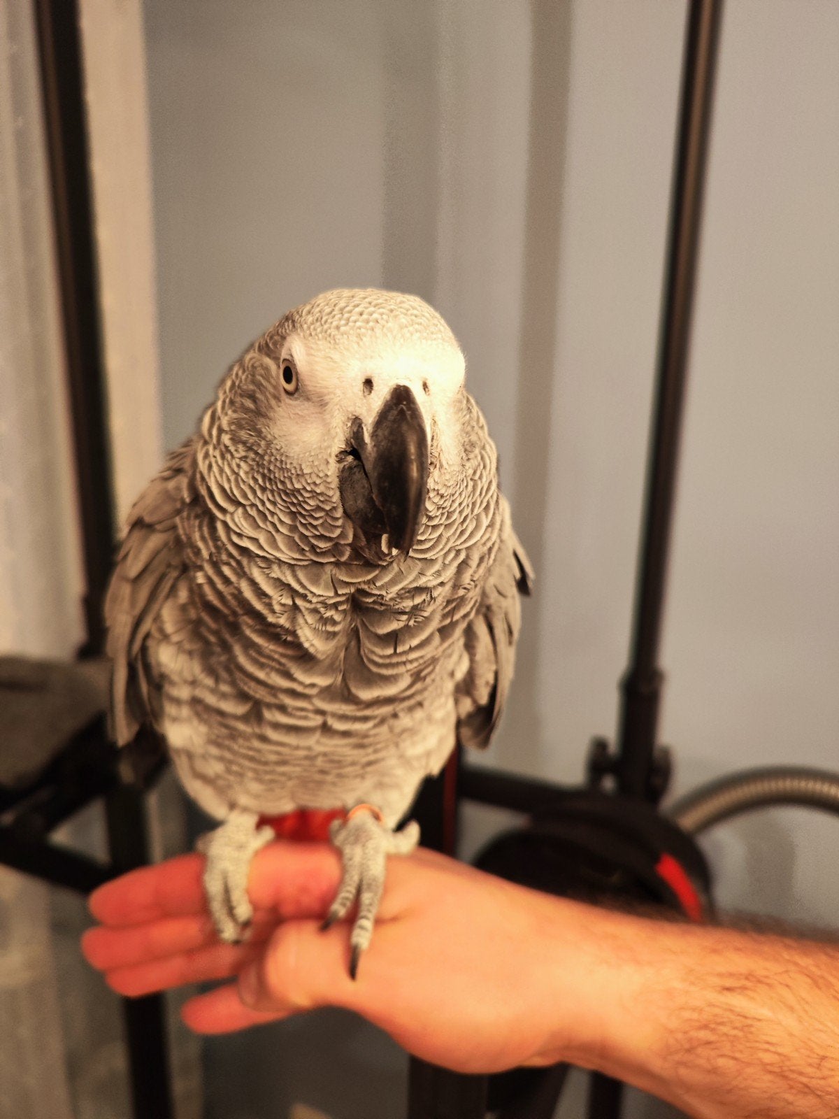 Gris de Gabon, Animaux & Accessoires