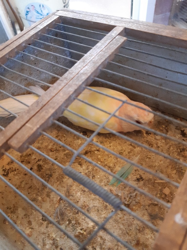 Bourke, Dieren en Toebehoren, Mannelijk, Parkiet