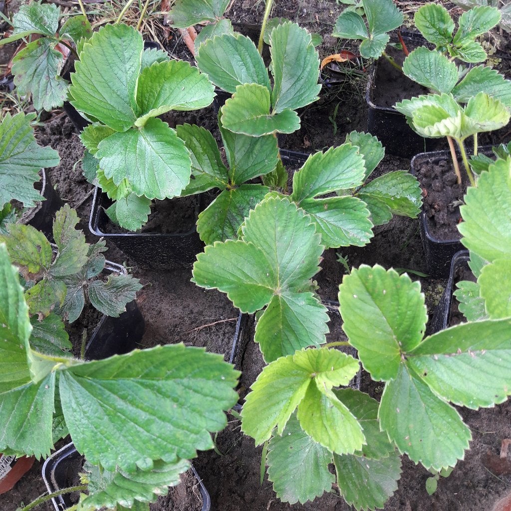 aardbeiplanten Darselect, Tuin en Terras, Ophalen, Vaste plant