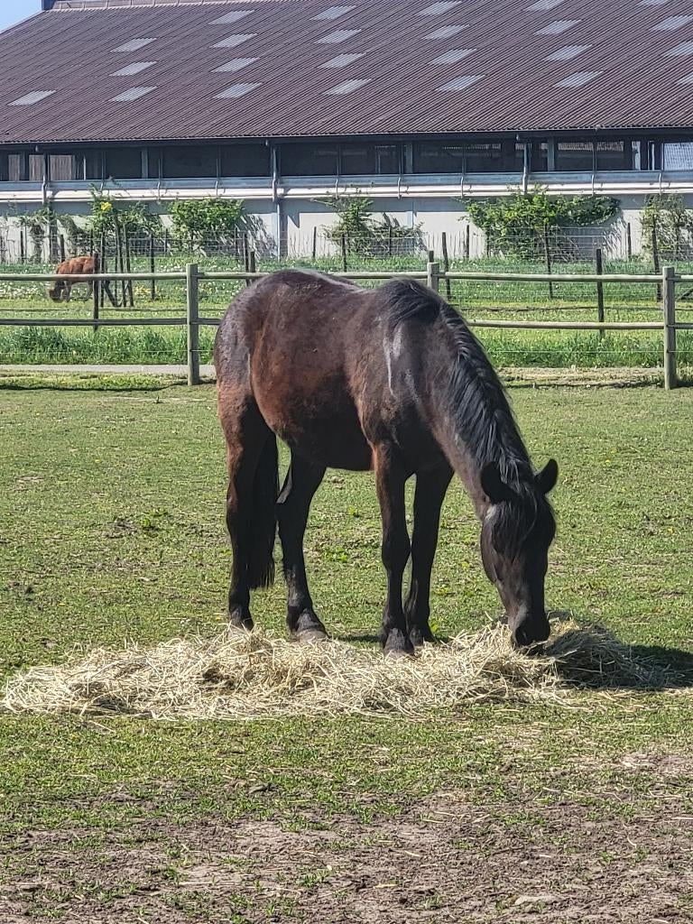 5 jarige d pony, Dieren en Toebehoren, Gechipt, Ruin, Zadelmak, 3 tot 6 jaar