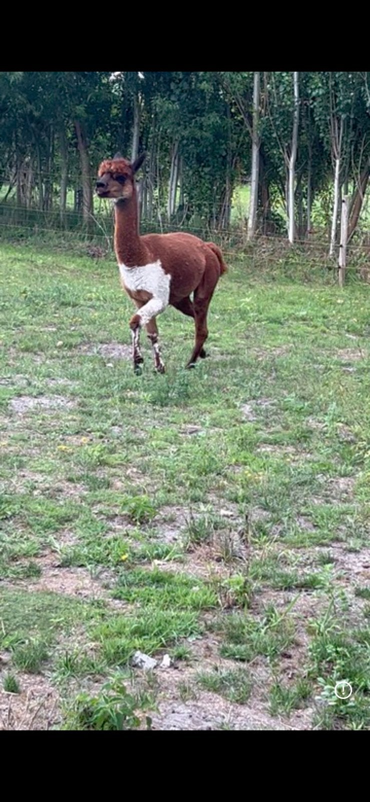 Alpaca hengst, Avril, Mâle