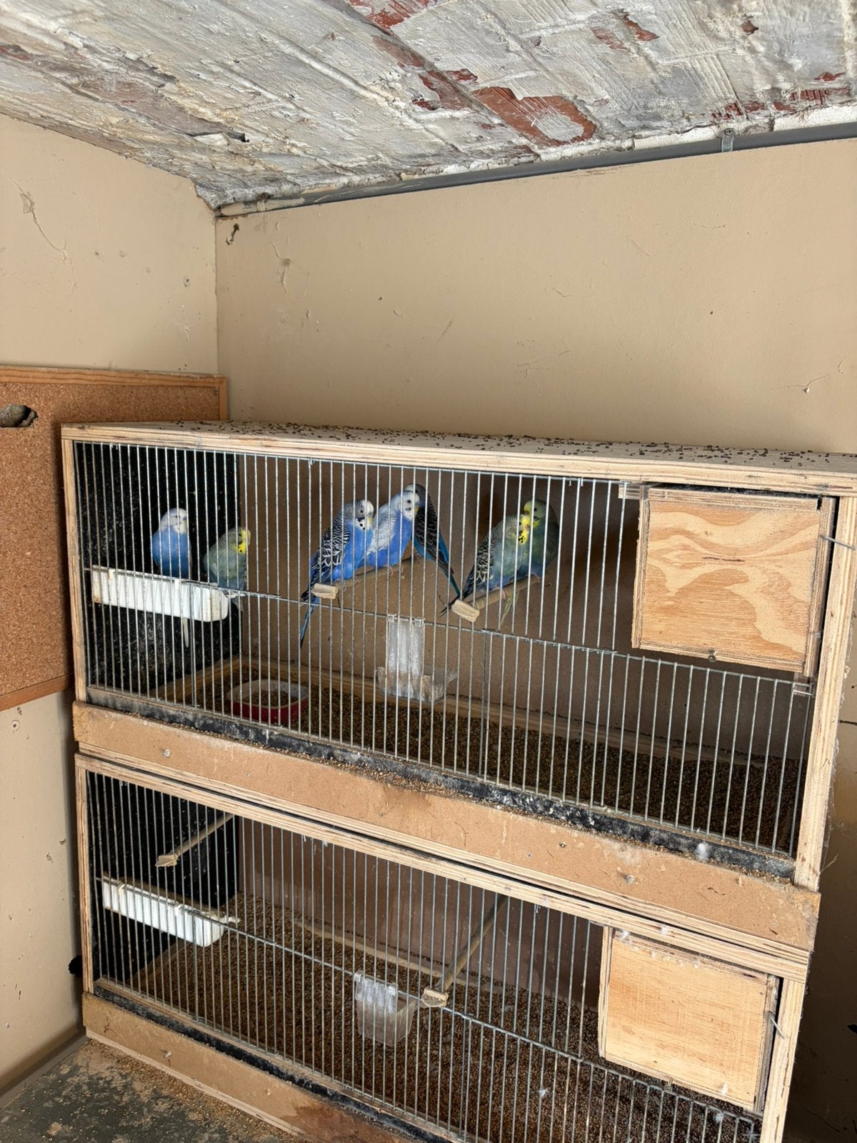 Grasparkieten te koop 14 stuks liefst alles samen, Dieren en Toebehoren, Ophalen, Zo goed als nieuw