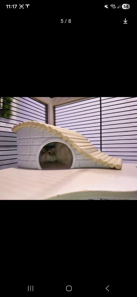 Tout pour les hamsters, les maisons, les jouets, les échelle, Animaux & Accessoires, Enlèvement, Hamster
