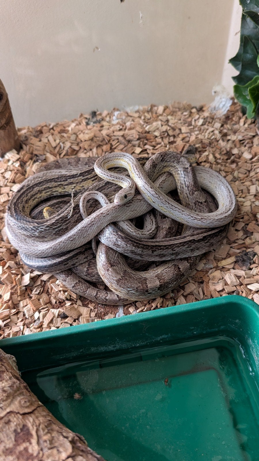 3 korenslangen, Dieren en Toebehoren