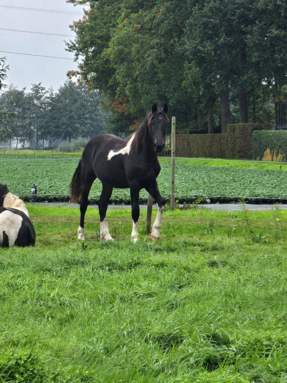 Barockpinto, Dieren en Toebehoren, Gechipt, 0 tot 2 jaar, Hengst, Onbeleerd