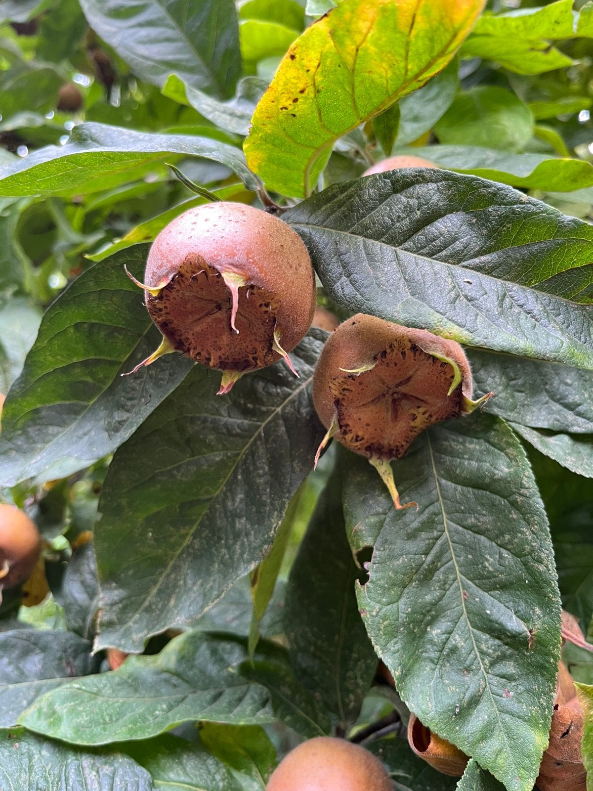 VERSE MISPELS MISPEL KOKEN CONFITUUR FRUIT BIOLOGISCH, Divers, Enlèvement